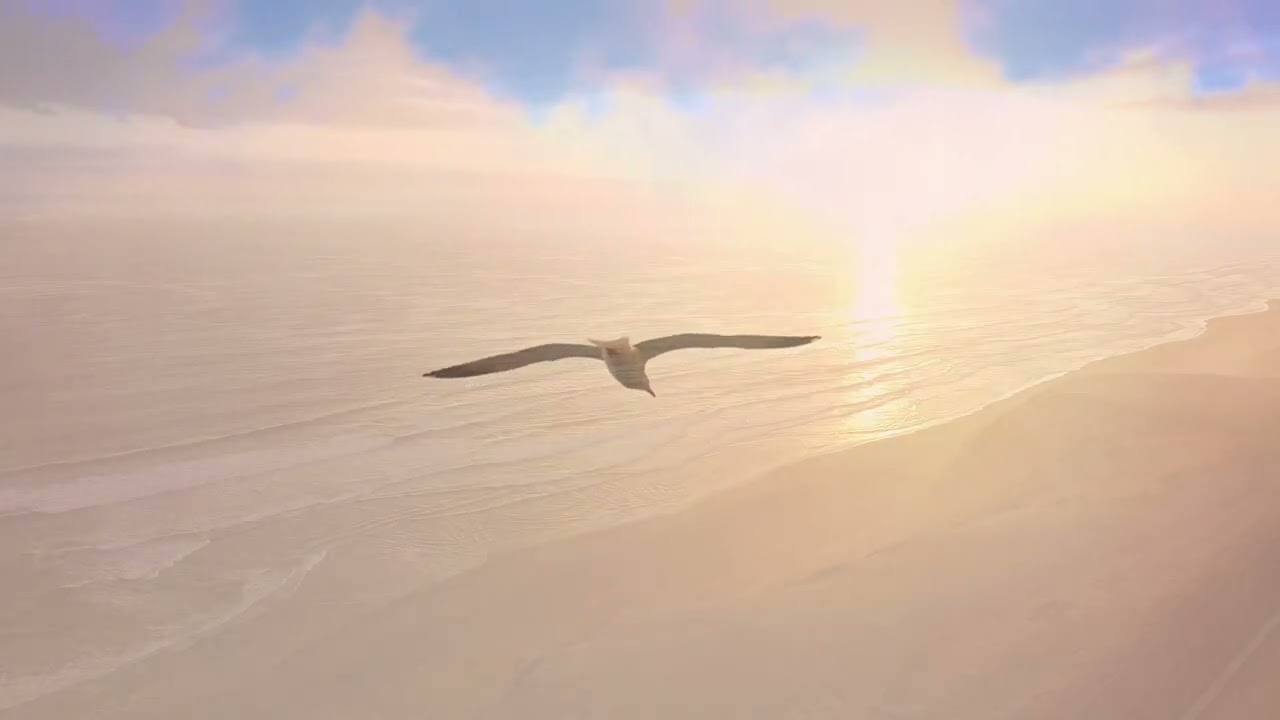 Birds of Paradise  / Flying home