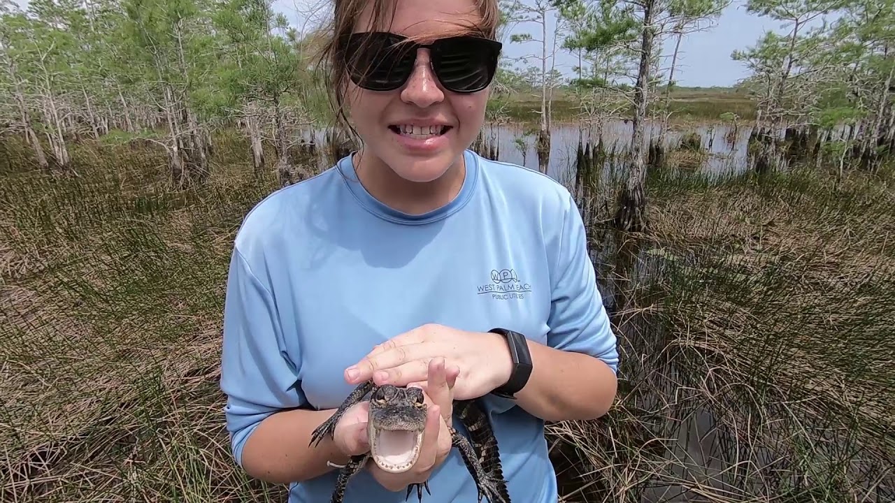 Everglades Animals