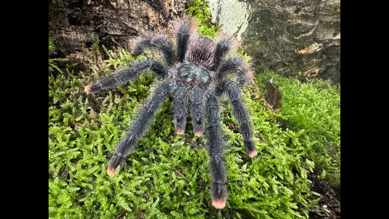 Avicularia Metallica, Metallic Pink Toe rehouse and care