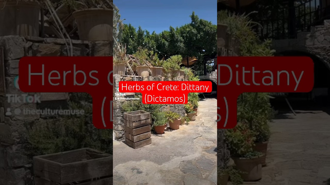 Herbs of Crete: Dittany (Dictamos)