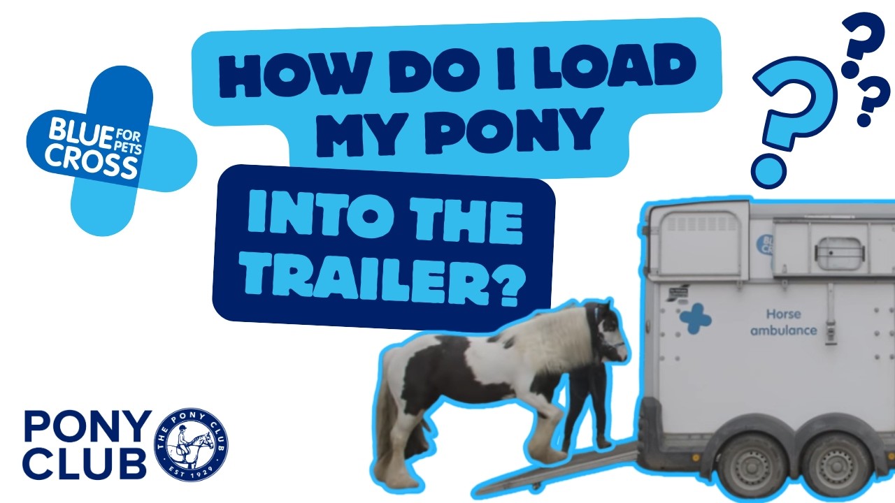 Introducing a Horse to a Trailer - Pony Club Blue Cross Horse Theory and Welfare