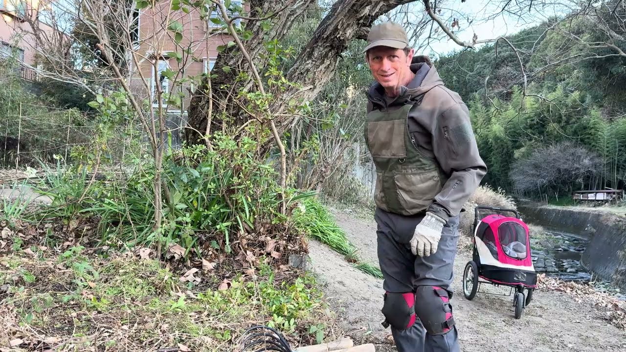🪴 Garden Work in Japan: Cutting Back Paulownia with Chun-Chun the Bird – Japan Garden