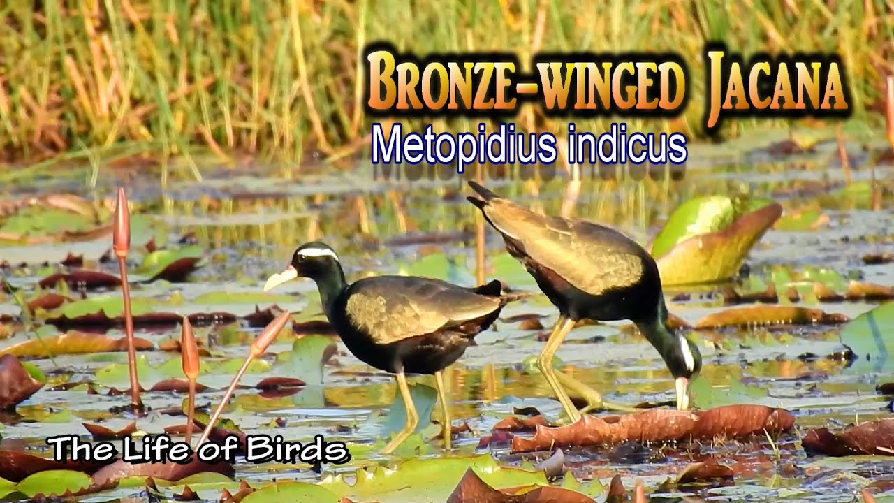 The Life of Birds | Bronze-winged Jacana | Metopidius Indicus