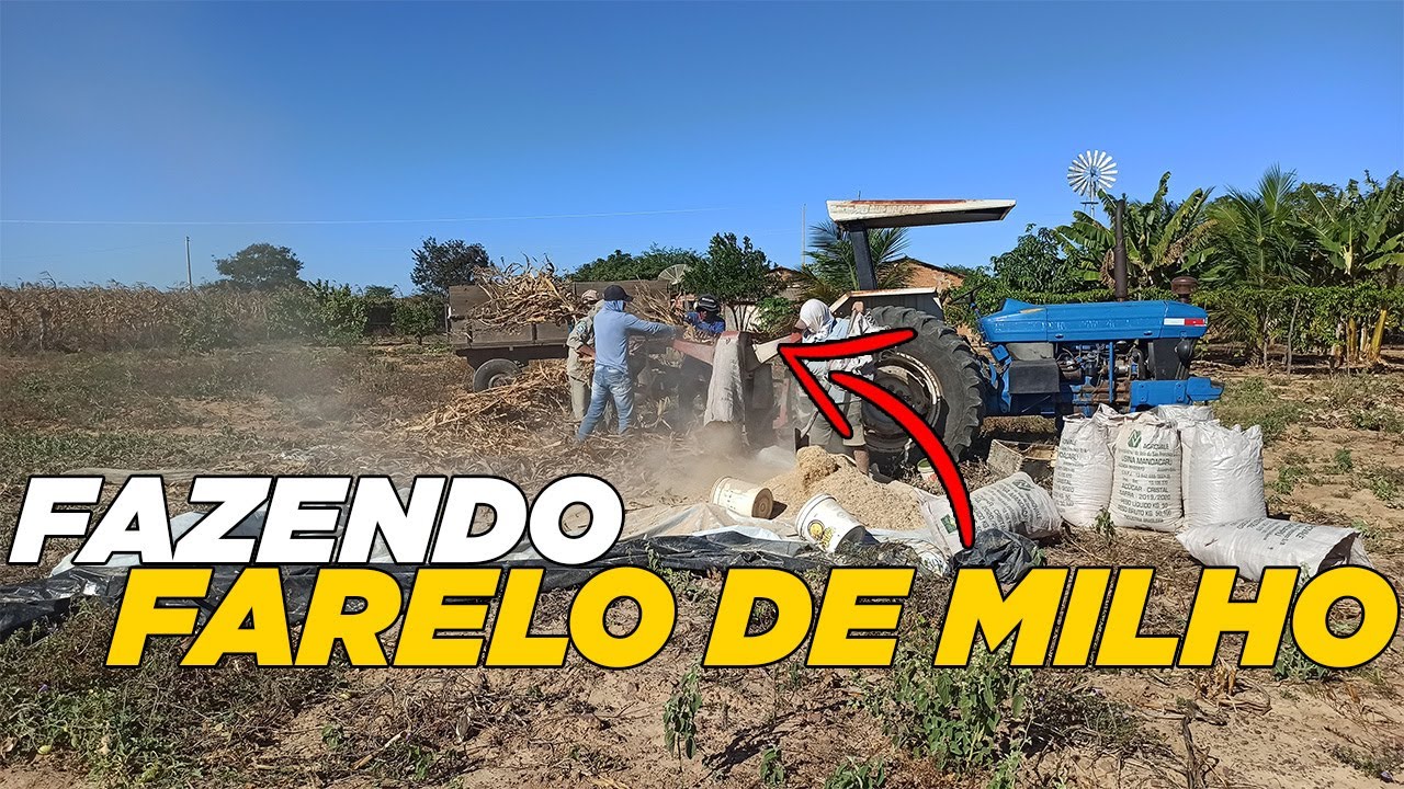 FAZENDO FARELO DE MILHO / SILAGEM DE MILHO SECO