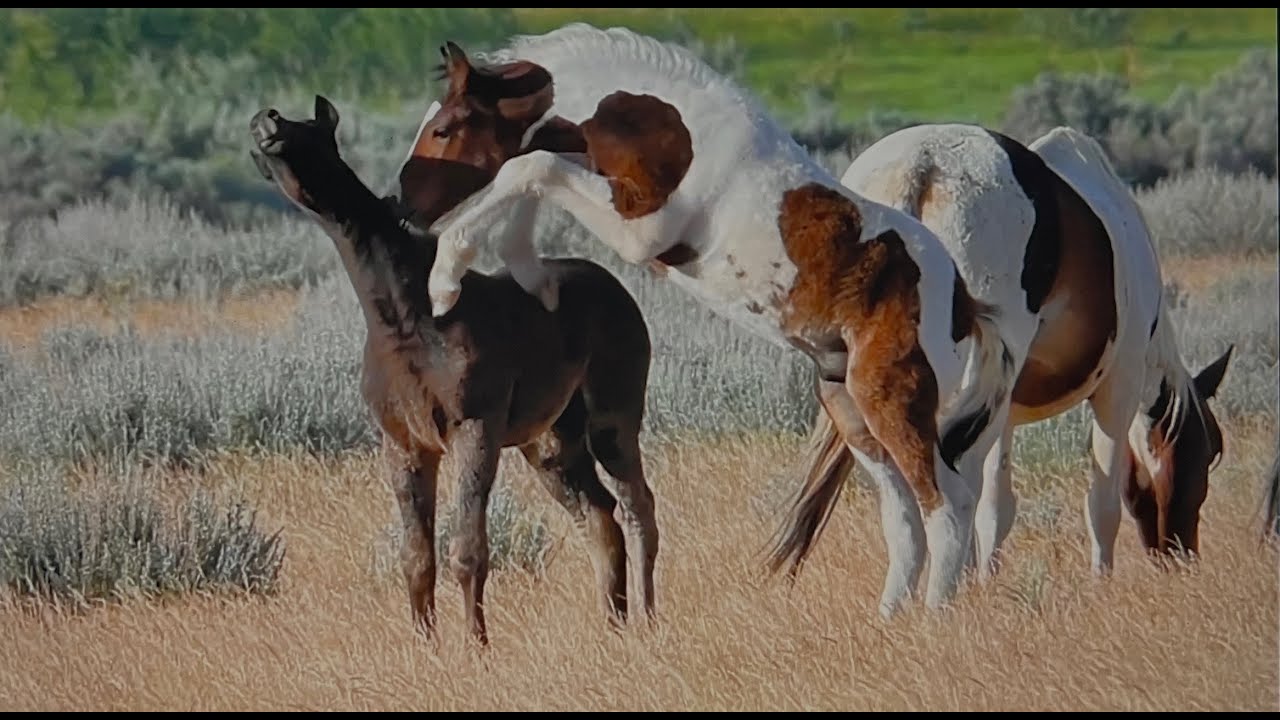 Wild Horses of America 2024 Foals of McCullough Peaks by Karen King