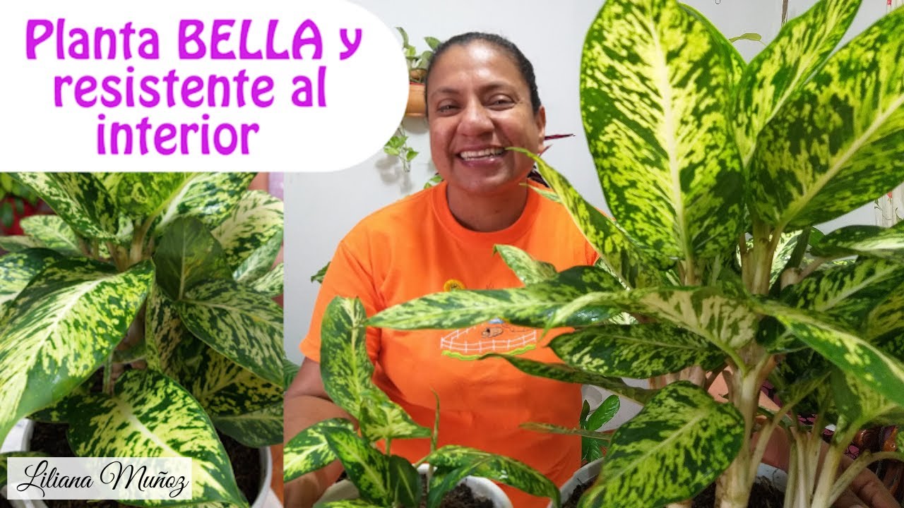 PLANTA BELLA Y RESISTENTE AL INTERIOR-Aglaonema Chinese Evergreen / Liliana Muñoz