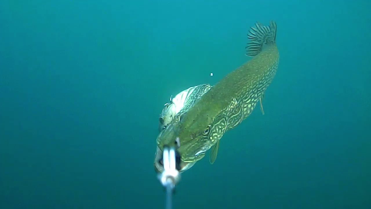 Pike trolling on Italian lake (Lucci a traina su un lago Italiano)