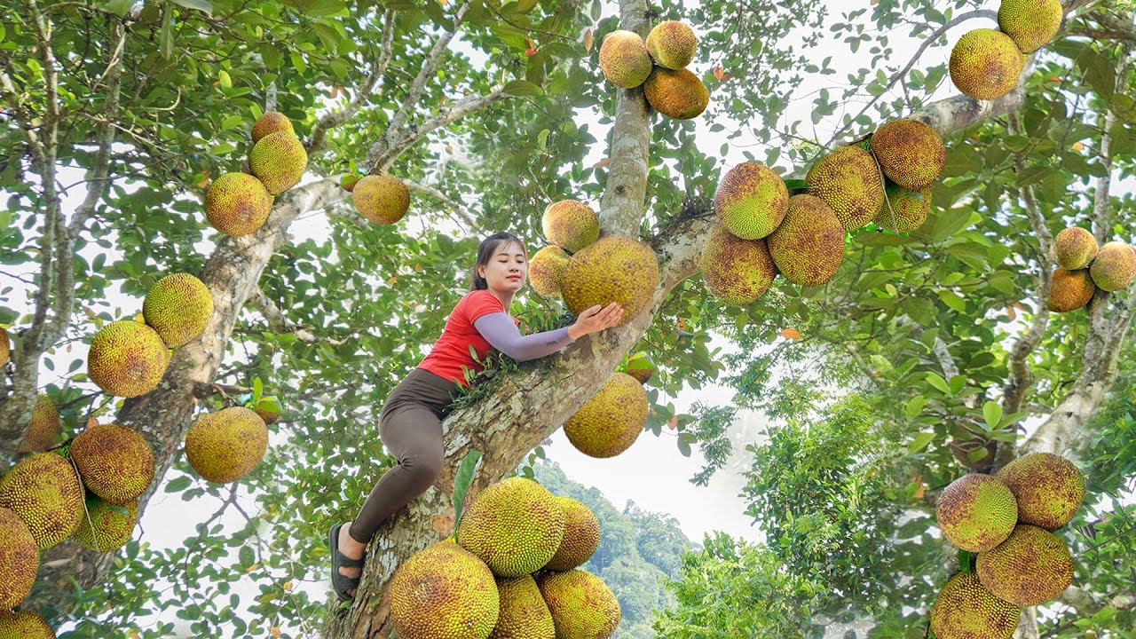 Harvesting Many Jackfruit Go To Countryside Market Sell - Weeding corn fields | My Bushcraft