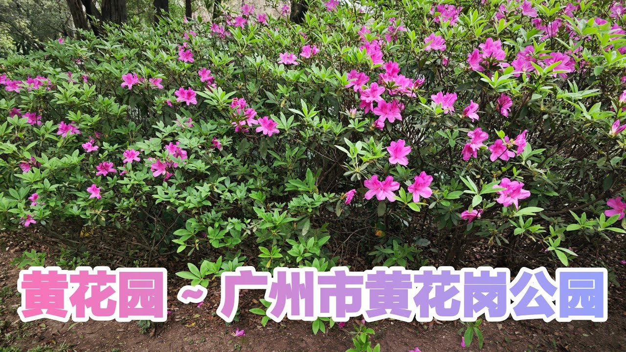 广州市黄花岗公园 黄花园   Huanghuagang Park, Guangzhou, China