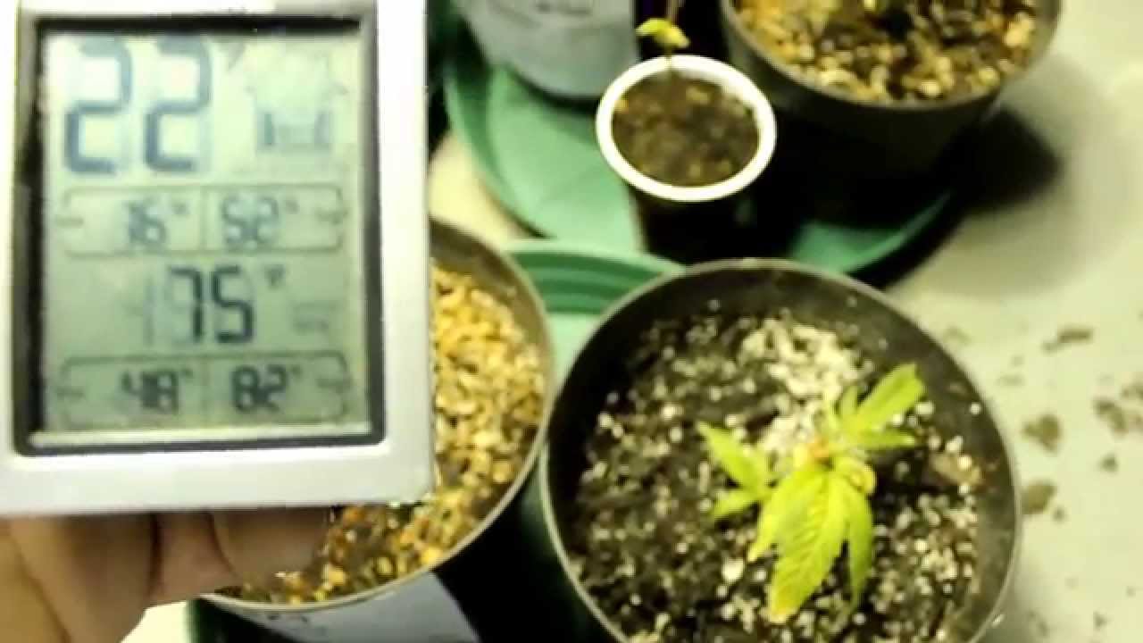 3X Crazy Purple Cadillac Lemon Kush Grow 1-21-15
