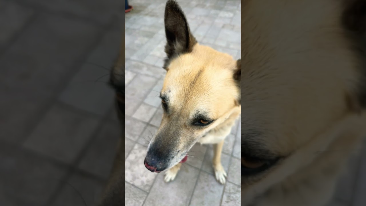 Living his best life, one wag at a time 