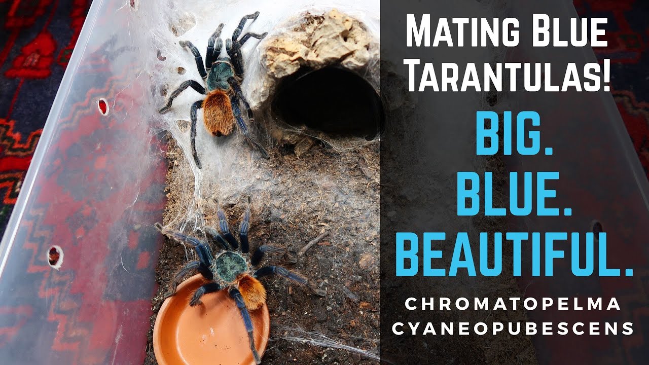 Tarantula Pairing: Green Bottle Blue | 3 TRIES & SHE ALMOST KILLED HIM!