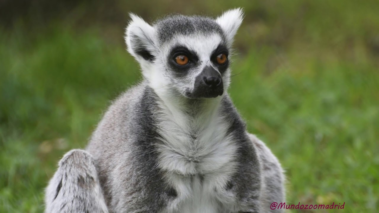 World Animal Day 2019