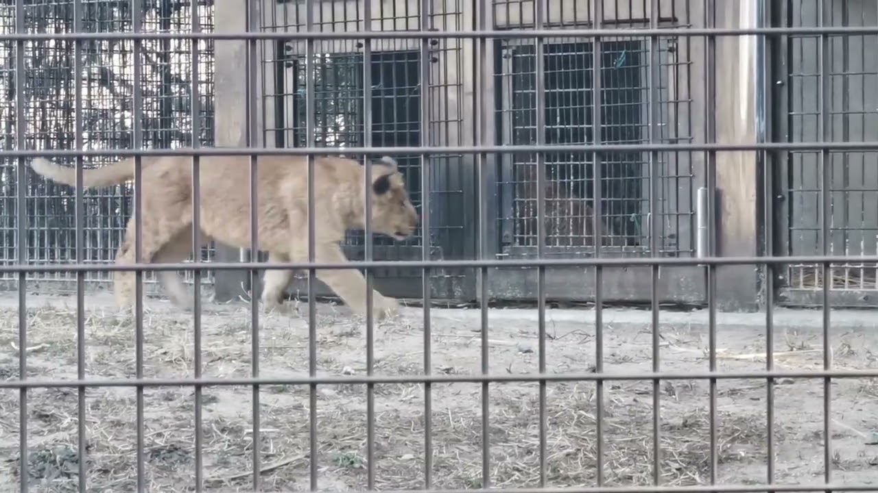 2026.1.17(土)　デンアルベガ　のんほいパーク