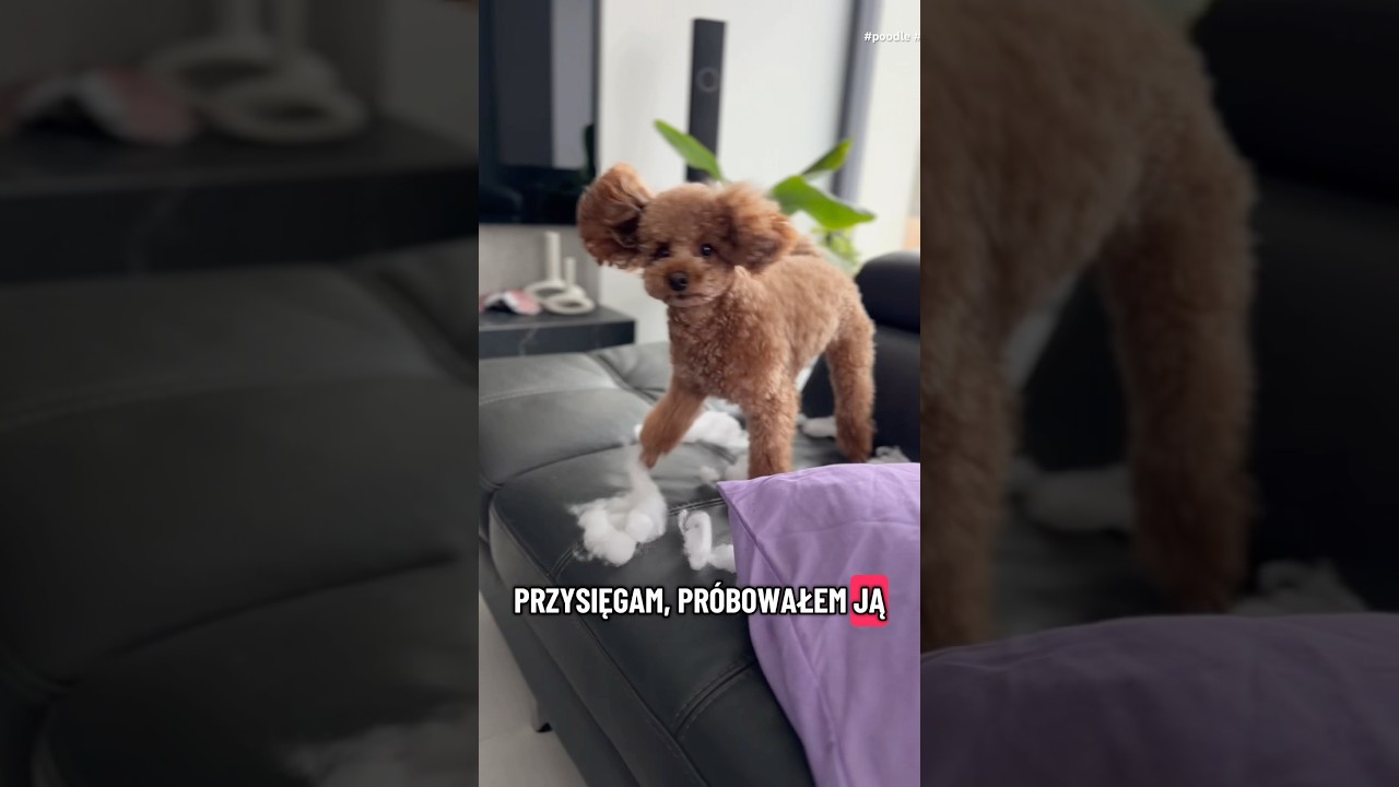 POV: KTO TO ZROBIŁ?🫣🐩 #pov #fyp #dogshorts #shorts #fyp #pets #puppy #cute #poodletoy #doglife