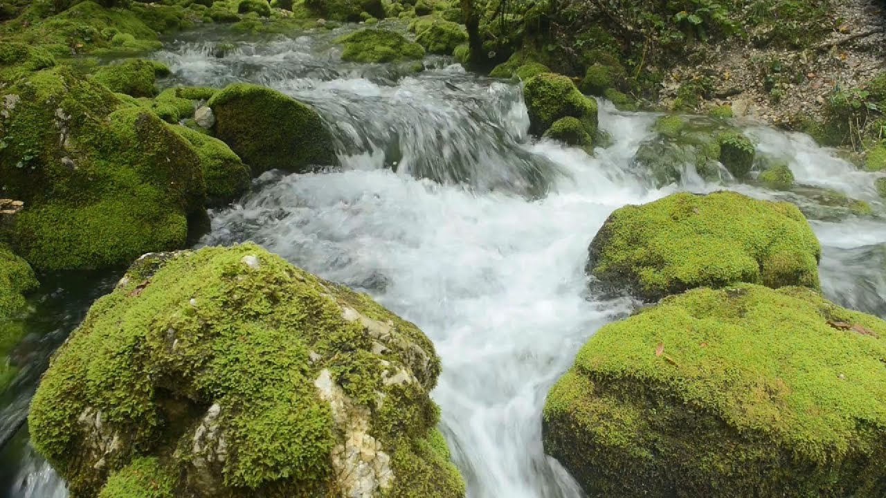 ✨ 清晨林間的琴音：3 小時流水鳥鳴與古典鋼琴 | 靜心冥想、工作伴讀、心靈洗滌之聲 | 無中斷廣告