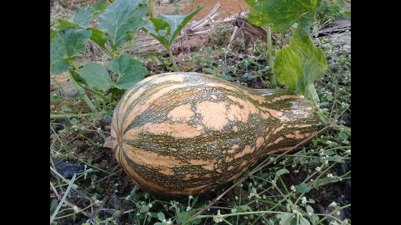 Como plantar  abóbora