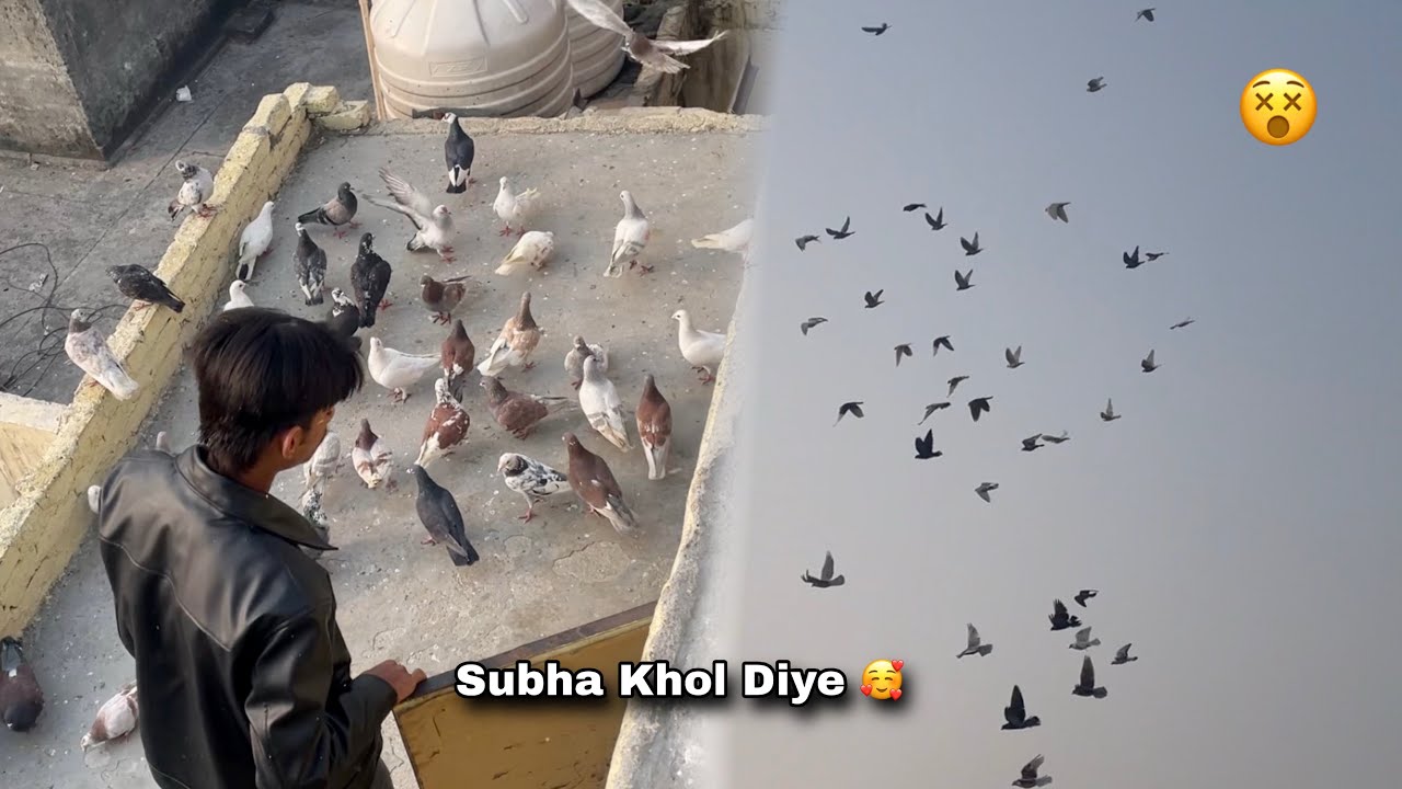 Sabhi Kabuter Subha Khol Diye Hamne 🥰🕊️