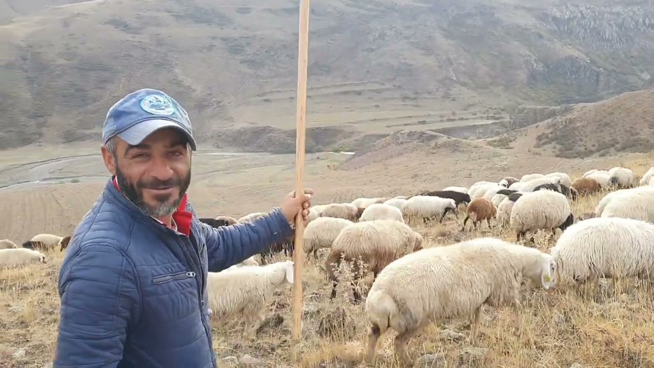 YAŞLI KOYUNULARI SATIK ARTIK EVE  GIDIYORUZ HAVALAR SOHUDU