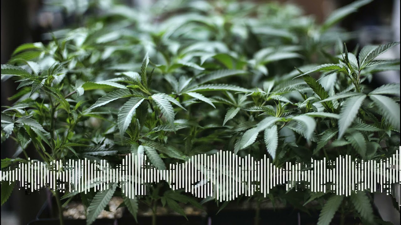 Weedcast by Slimso, liek alebo nebezpečn&aacute; droga? #LegalizujmeTo
