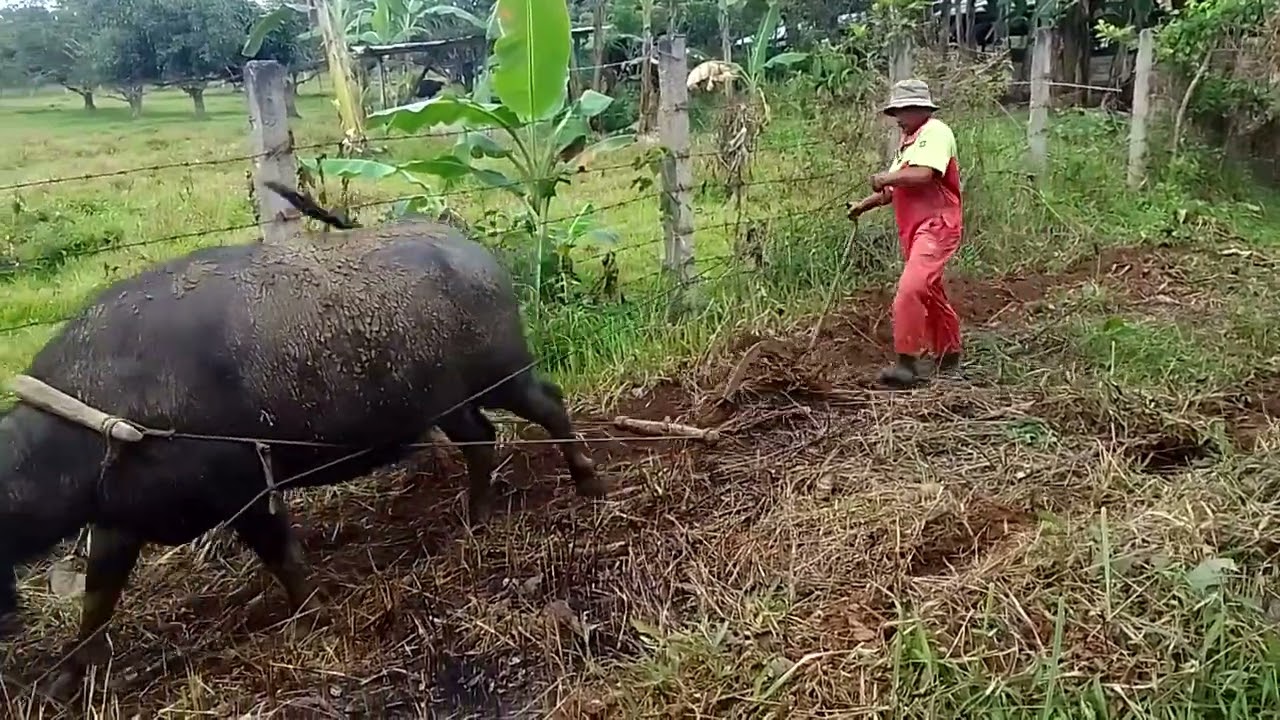 EP49: ANOTHER DAY OF A FARMER'S LIFE. TRADITIONAL WAY OF PLOWING THE FIELD (BY CARABAO).