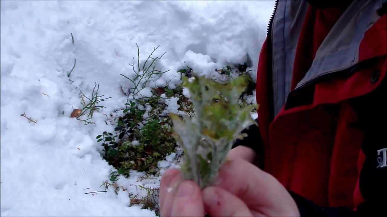 Iceland moss preparation and cooking.