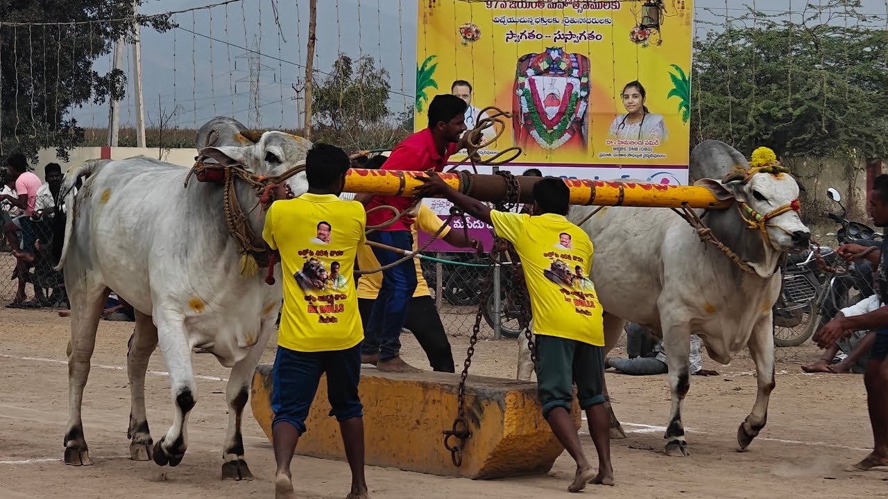 ఆకుల గణపవరం లో 🎖️ఆర్కే బుల్స్ వారి అరుణాచలం కంబైన్డ్ 💥 💫సుగవాసి సతీష్ బాబు గారి బోడిగిత్త