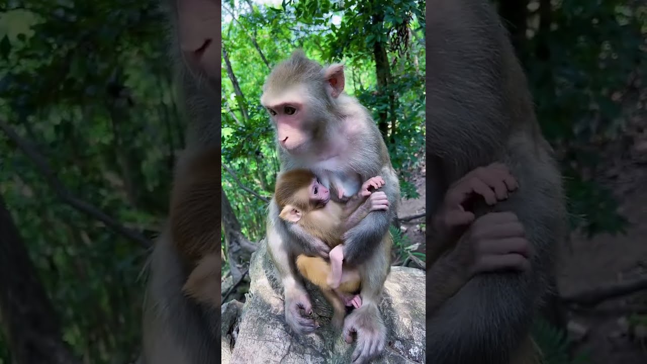 Cute animals live, monkeys, Pets and wild animals. #pet #animals