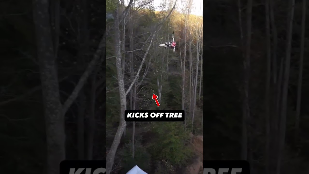 Did the tree help him?? ➡️