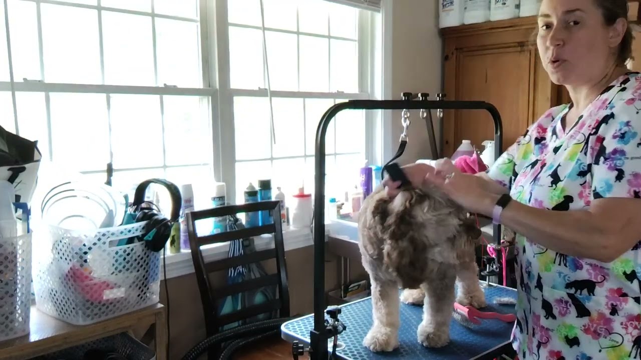 How to properly brush a dog