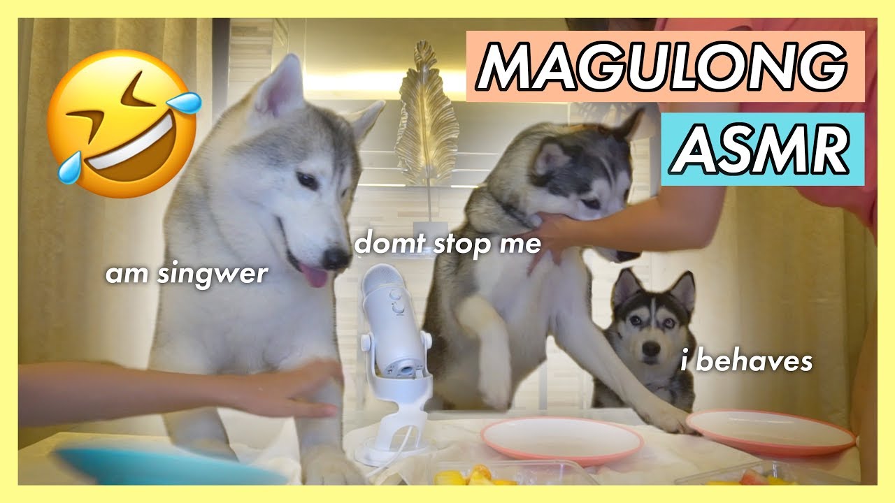 ASMR 3 HUSKIES EATING FRUITS GONE WRONG