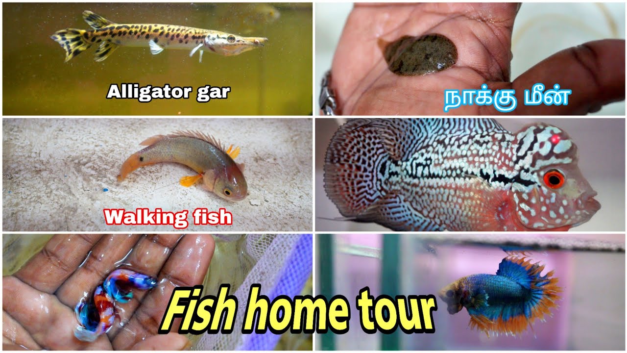 All My Pet Fishes in one video |  வித்தியாசமான வளர்ப்பு மீன்கள் | Alligator gar | walking fish.