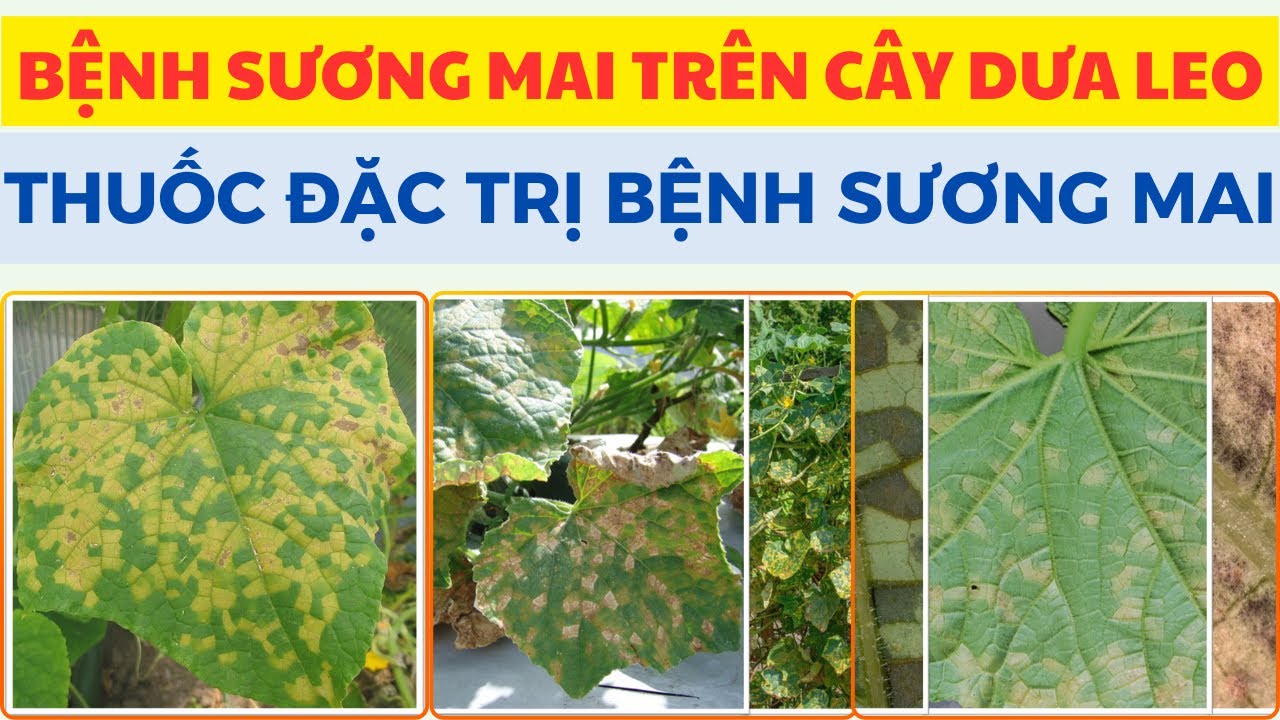Phòng Trị Bệnh Sương Mai Trên Cây Dưa Leo | Thuốc Đặc Trị Bệnh Sương Mai | BVTV Nông Tâm #2