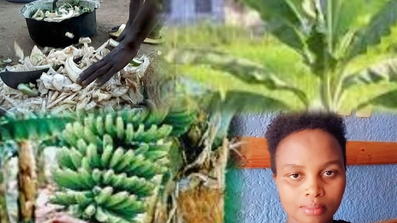 Ikorere ibiryo by'ingurube bihendutse nta mafaranga bigusaba ukoresheje ibintu2 # Umutumba w'insina🌴