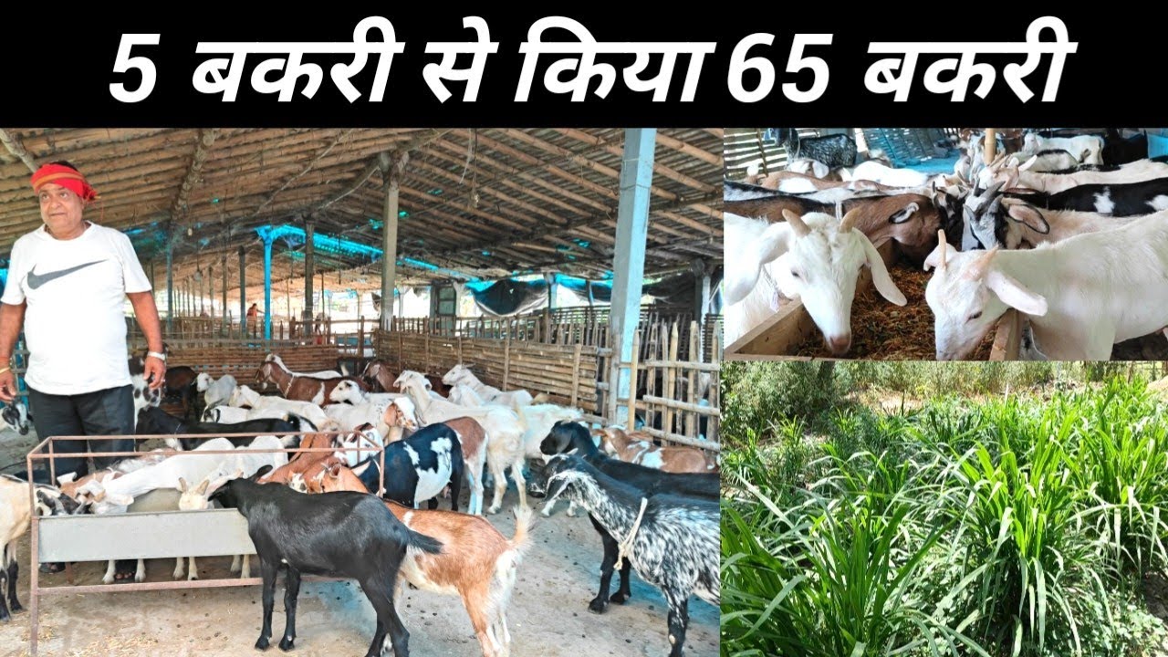 5 ब्लैक बंगाल बकरी से किया 65 बकरी | Goat Farm