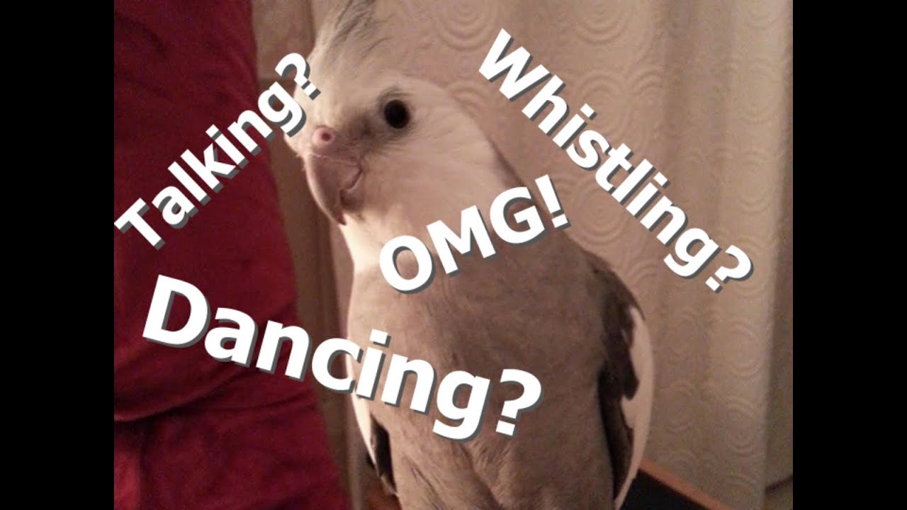 Cockatiel parrot dancing, talking and whistling (white-faced)
