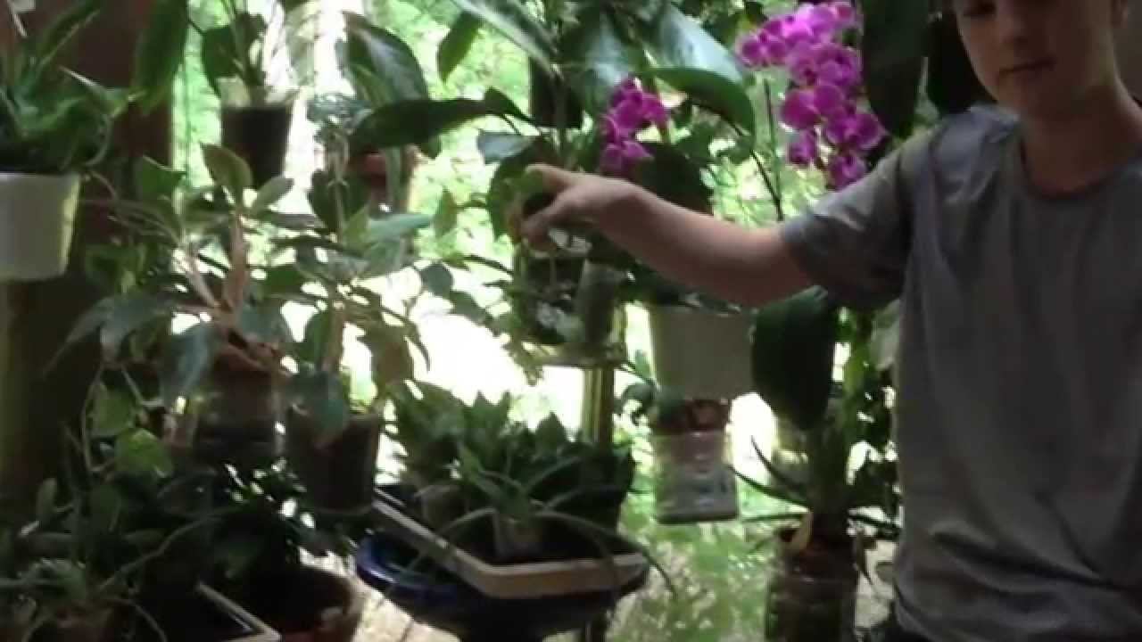 How to propagate Pachysandra