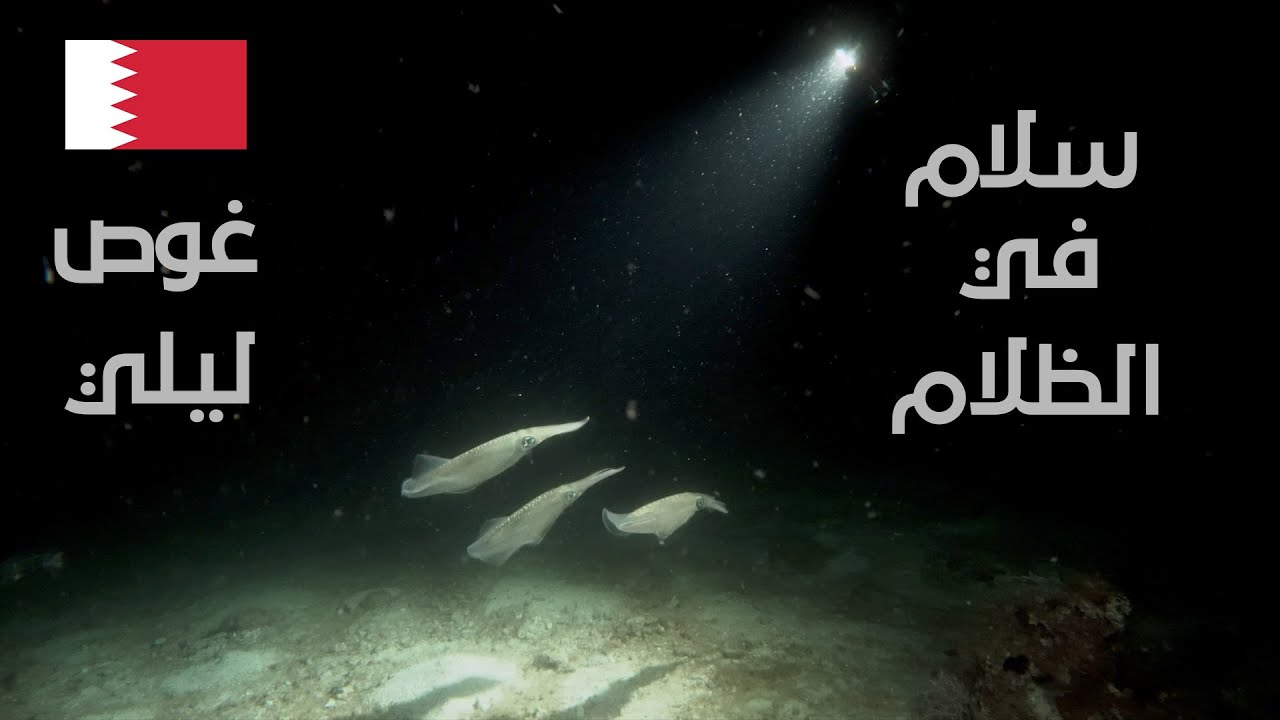 سلام في الظلام! غوص ليلي في البحرين 🇧🇭 Peace in the Dark - Bahrain's Underwater Night Secrets