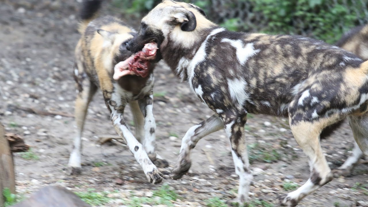 African Painted Dog Pups Feed on Carcass For First Time