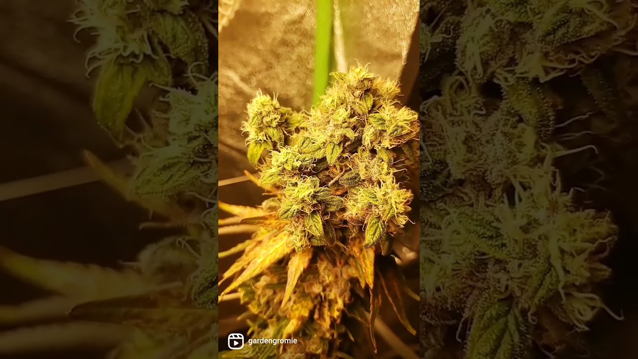 grow tent update pt2, ethos genetics lemon berry og