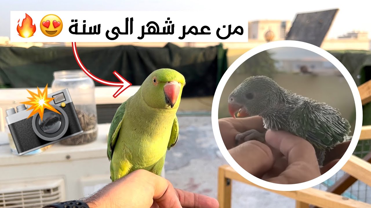مراحل تطور حياة الببغاء بوب الأليف🦜😱