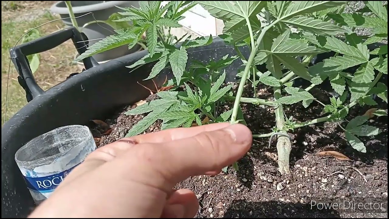 comment faire des boutures de cannabis sans hormone culture Outdoor Gloria glue Feminized