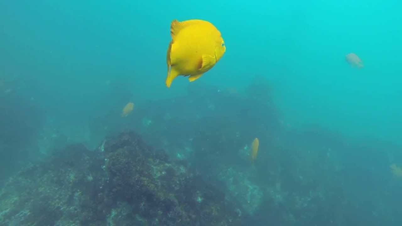 Tailing a Garibaldi fish during scuba certification