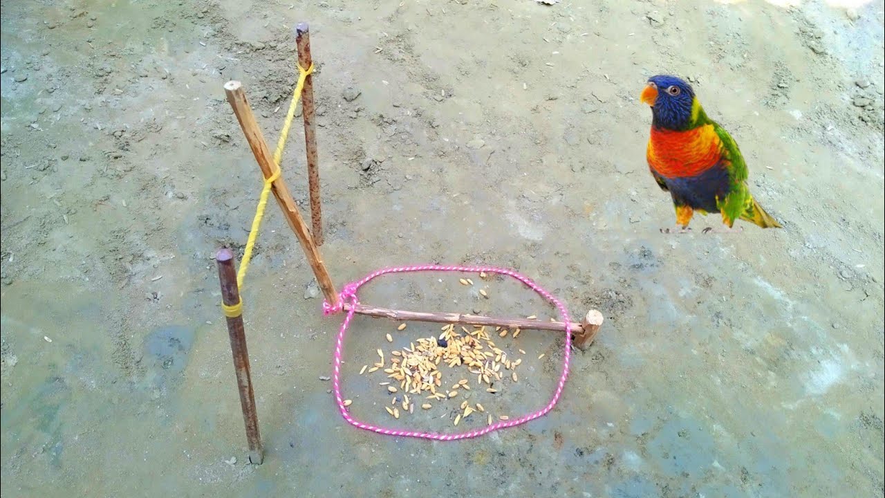 Build Simple Qual Bird Trap Using Wood & Rubber - Easy Nest Trap Using wood | Creative Bird Trap