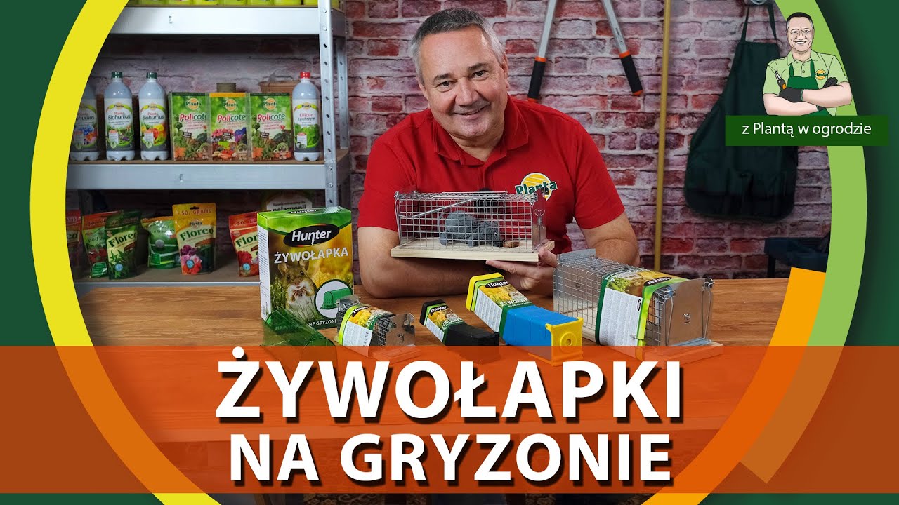 Ekologiczna walka z gryzoniami - Żywołapki - Z PLANTĄ W OGRODZIE