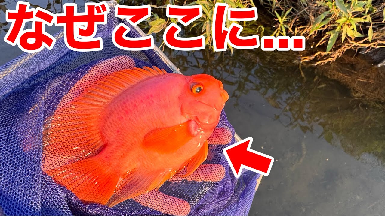 【東京で？】巨大金魚がいると聞いて用水路を調査してみたら正体はとんでもない外来魚でした