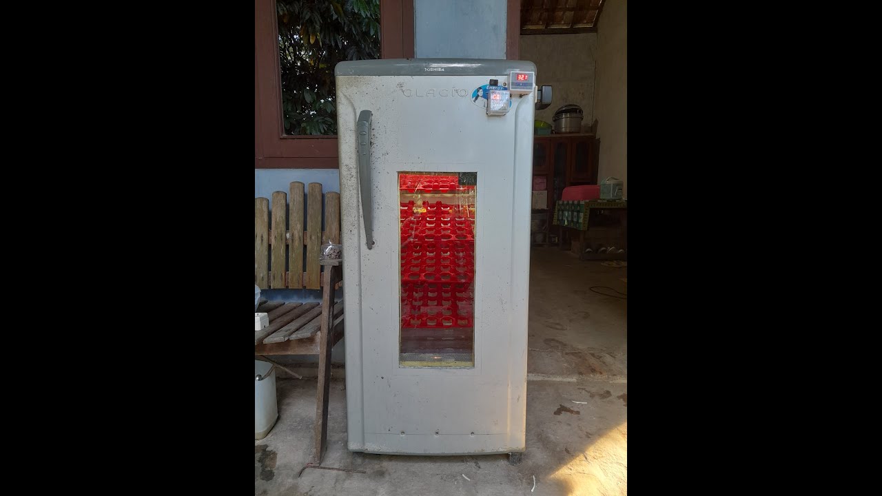 Mesin Tetas dari Box Kulkas Bekas#peternakpemula#pengusahamuda