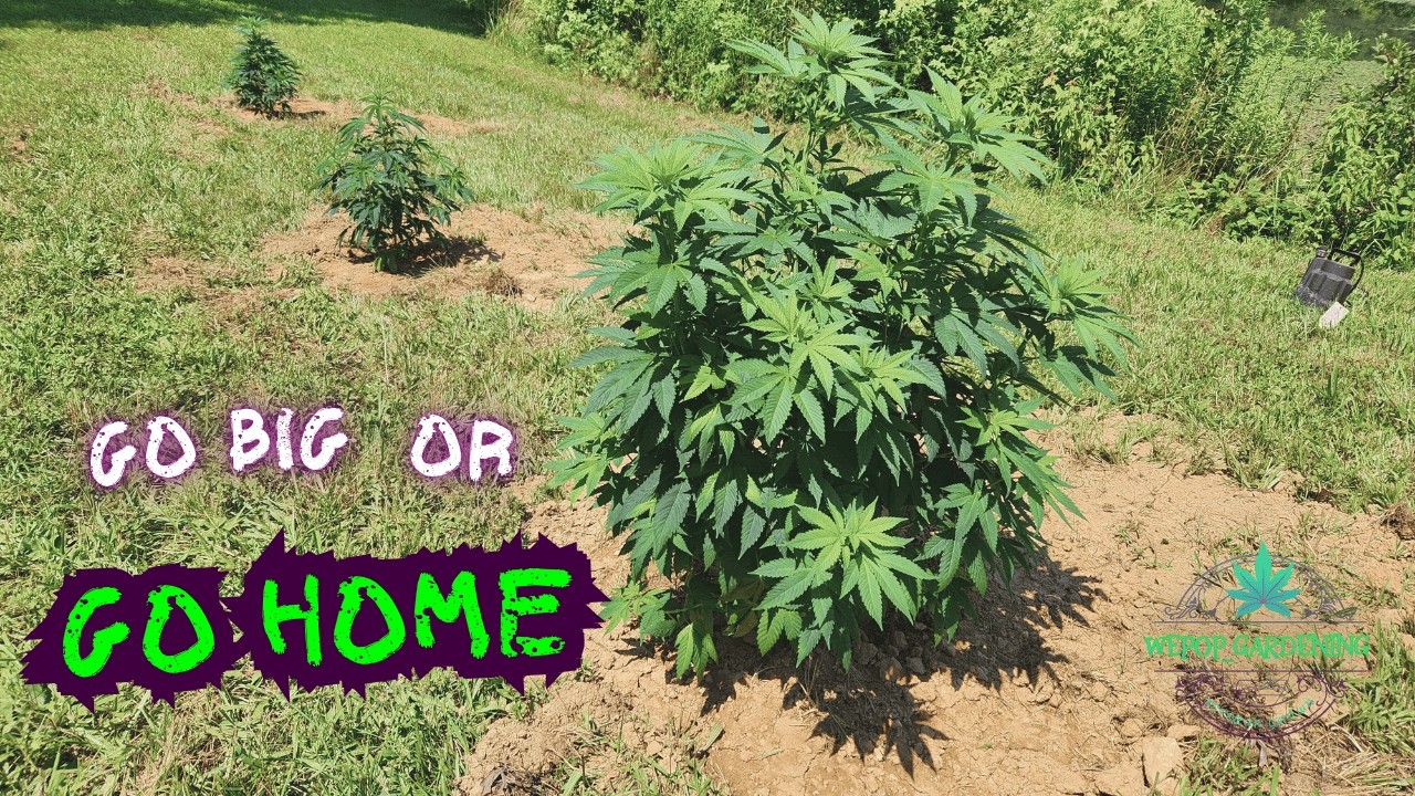 GO BIG OR GO HOME! Outdoor Grow – Colombian Gold, Kong Zilla, Ayahuasca Purple!! Ep1