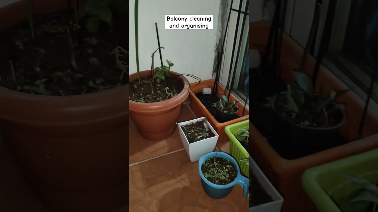 Balcony cleaning and organizing #balcony #balconygarden #cleaning #organization #balconyplants