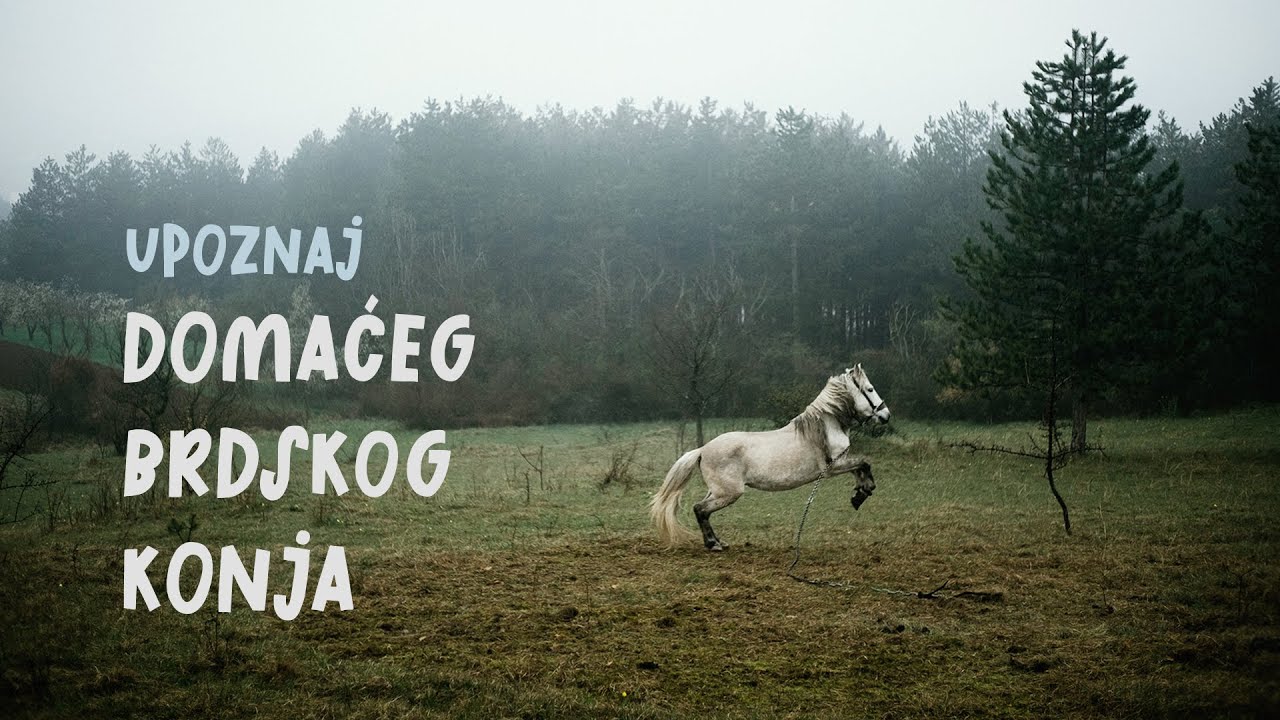 TV serijal “Riznice Srbije” - Domaći brdski konj (epizoda 10)